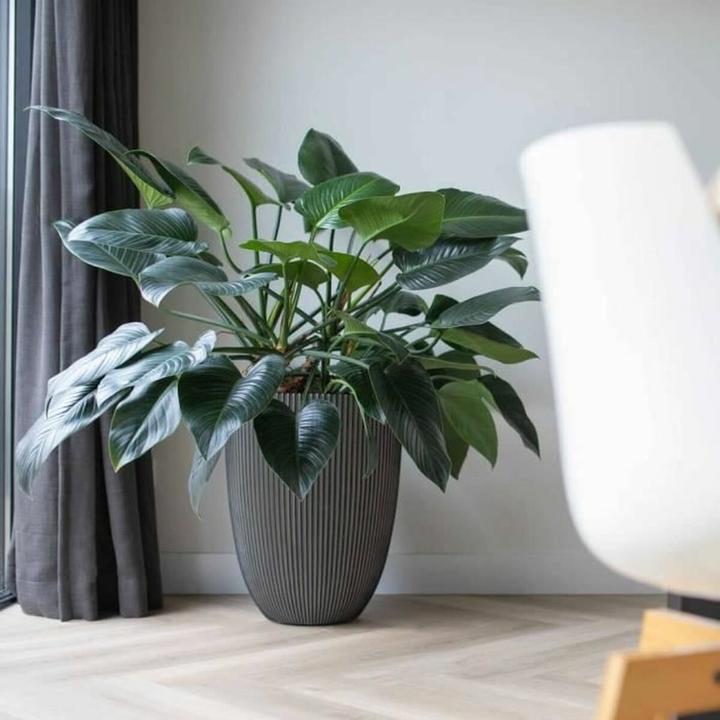 Produktbild Capi Tripp (46 x 58 cm)