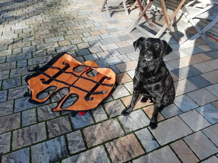 Produktbild Singing Rock Rettungshundegeschirr Laika (Hund, Allgemein)