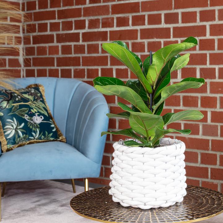 Immagine prodotto Flowerbox Fico violino Bambino - Ficus Lyrata Bambino (35 cm)