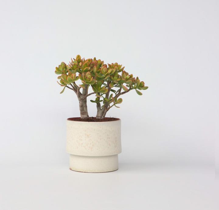 Image du produit Plant in a Box Crassula ovata Sunset - Plante de jade (30 cm)