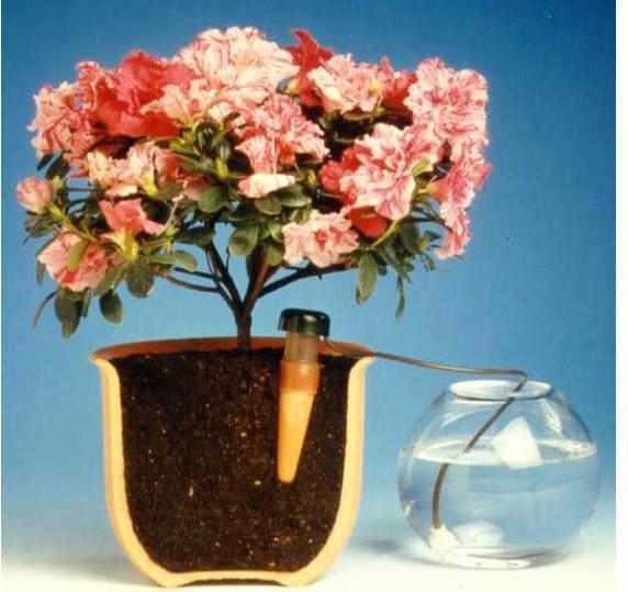 Image du produit Blumat Distributeur d'eau (Cône d'argile)