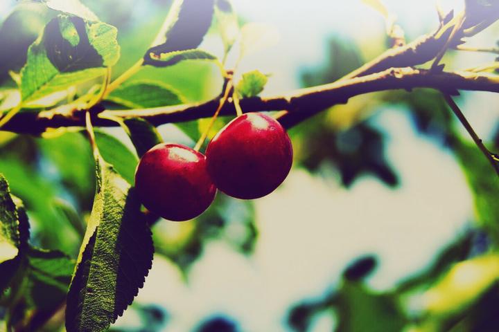 Produktbild Zimmerli Adaptogene Acerola Pulver (BIO) (1 Stück, Pulver, 100 g)