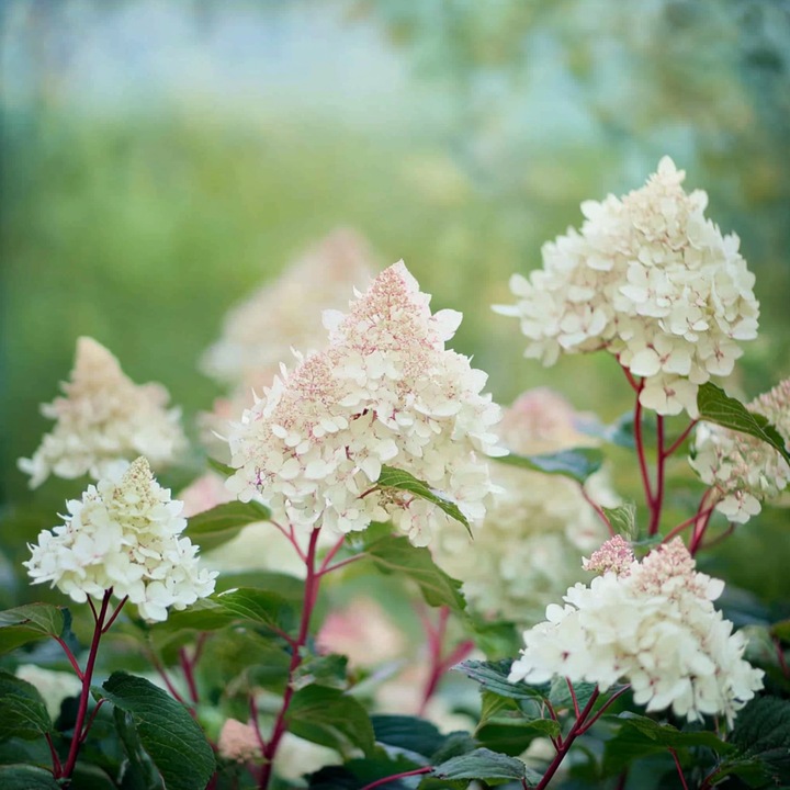 Actual product image Plant in a Box Hydrangea paniculata 'Early Harry' - set of 2 hydrangeas (25 cm)