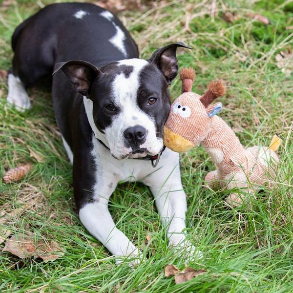 Thumbnail - Nobby Plüsch Giraffe (Plüschspielzeug), Hundespielzeug