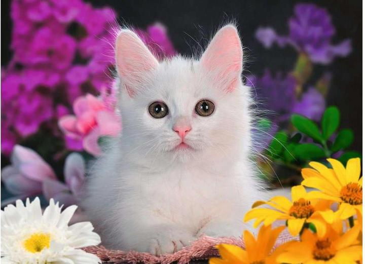 Image du produit Ravensburger Chat scintillant (100 pièces)