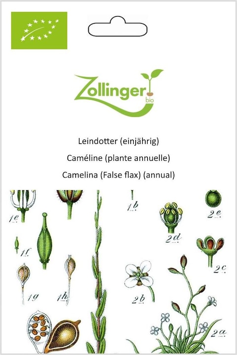 Produktbild Zollinger Bio Leindotter (einjährig) (Keimlinge)