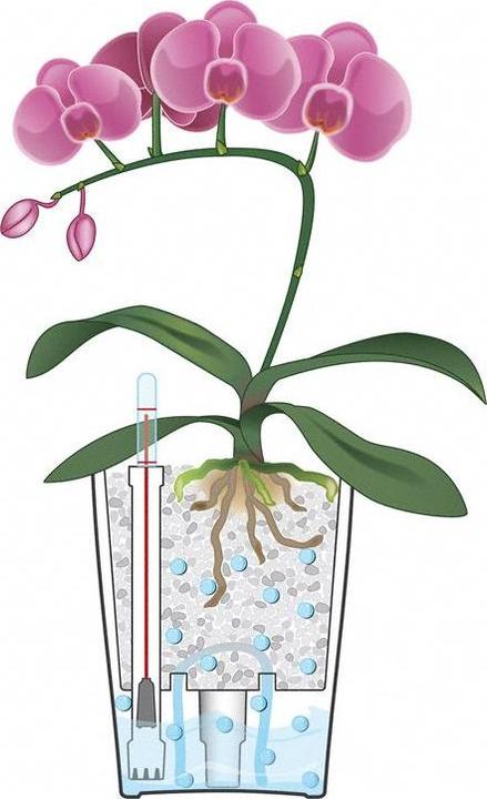 Produktbild Lechuza Deltini (15 cm)