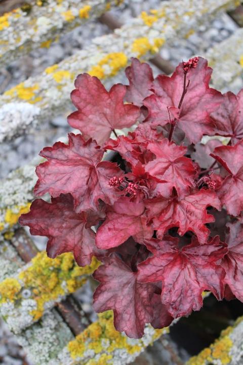 Produktbild Säntispracht Ein herbstblühendes Purpurglöckchen - Heuchera x brizoides 'Fire Chief' (40 cm)