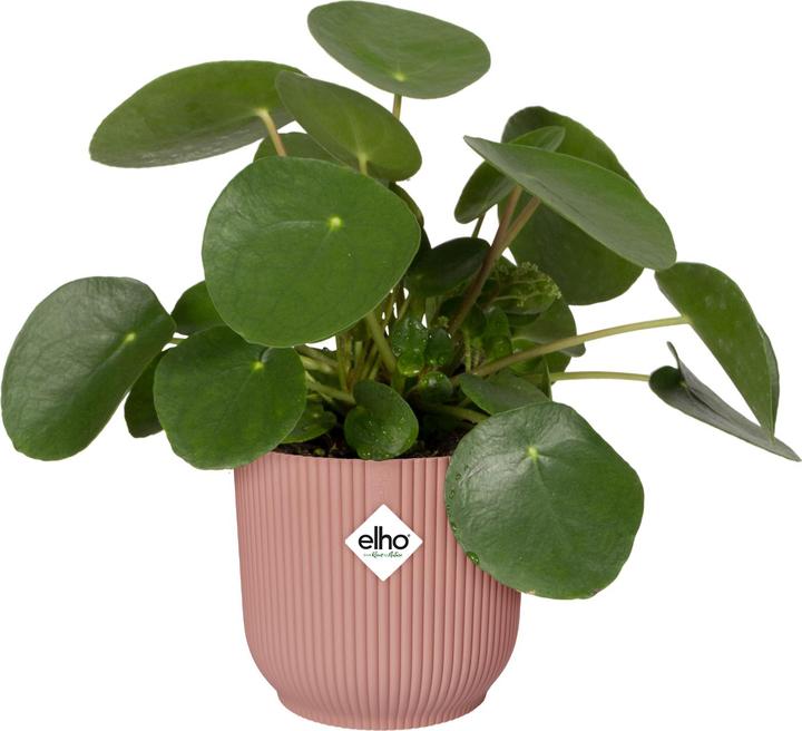 Image du produit Elho Vibes Fold (25 cm)