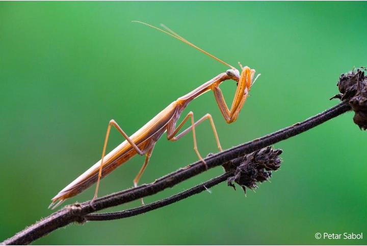 Image du produit Sony FE 100mm F2.8 Macro GM (Sony E, Plein format)