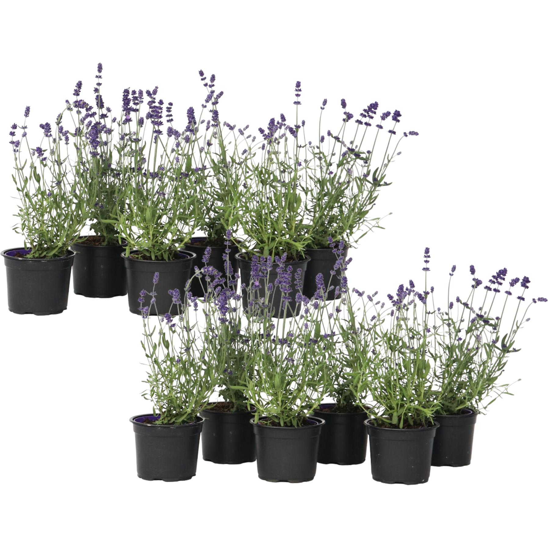 Plant in a Box, Pflanzen, Lavandula angustifolia - 12er Set (15 cm)