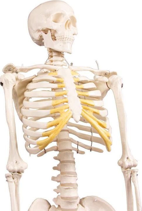 Actual product image Erler Zimmer Miniature skeleton Tom