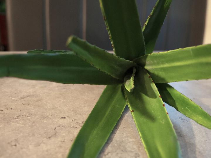 Actual product image Europalms Aloe (50 cm)