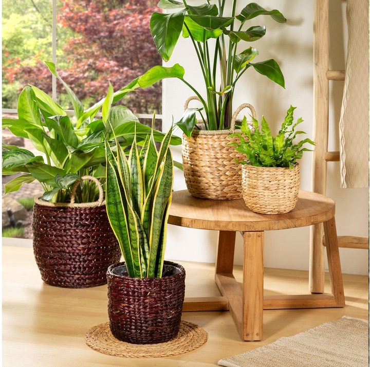 Actual product image Scheurich Water hyacinth 28, wicker planter/basket planter/basket pot made of Water hyacinth Colour: Brown, 28 (28 cm)