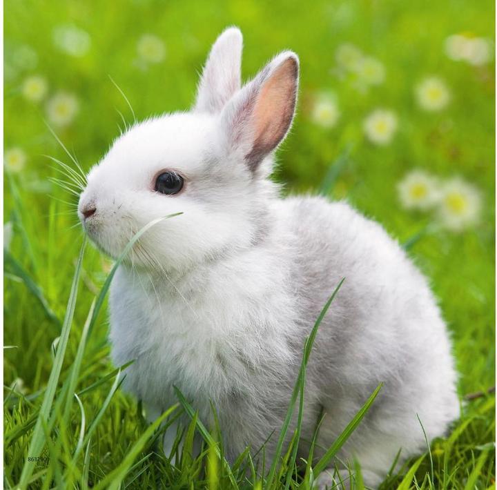 Immagine prodotto Ravensburger Coniglietti carini (49 pezzi)