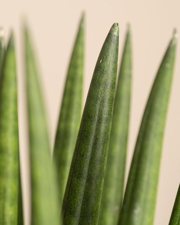 Actual product image feey Straight (25 cm, Freshly repotted)