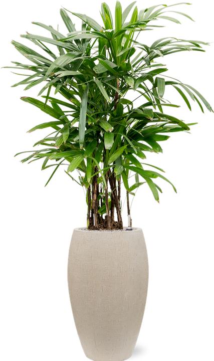 Produktbild Baq Design Raindrop Emperor (53 x 88 cm)