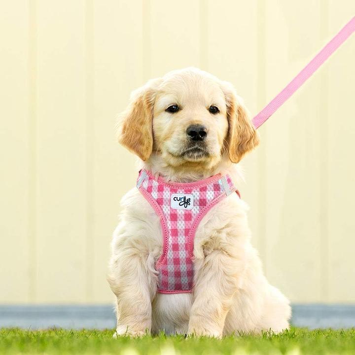 Actual product image Curli Harness Air-Mesh (M, Dog, General)