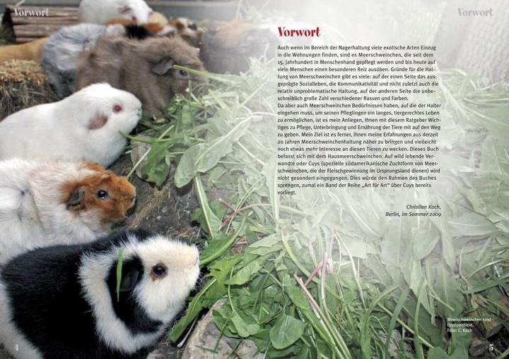 Produktbild Meerschweinchen (Deutsch, Christian Koch, 2023)