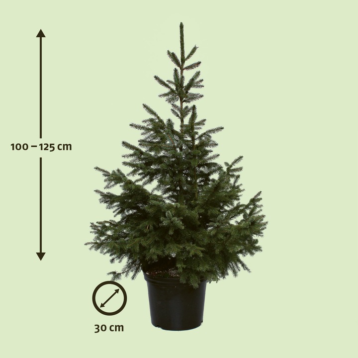 Produktbild Zulauf Serbische Fichte / Picea omorika (125 cm)