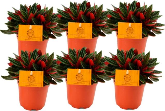 Image du produit Fresca-Plant Peperomia Rosso (10.50 cm)
