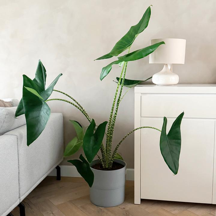 Produktbild Plant in a Box Alocasia zebrina - Alokasie (150 cm)