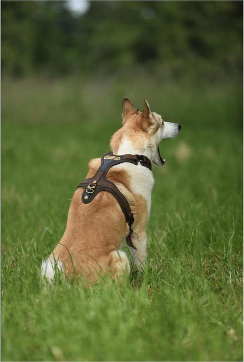 Produktbild Niggeloh Hundeführgeschirr Follow (S, Hund, Hundesport)