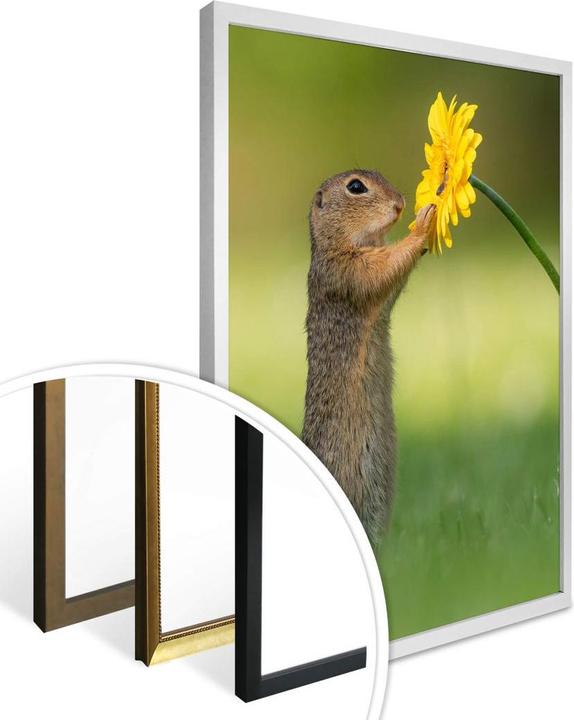 Image du produit Trenddeko van Duijn - Écureuil terrestre tenant une fleur (portrait) (40 x 50 cm)