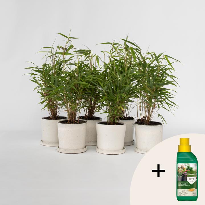 Actual product image Plant in a Box Fargesia rufa - 6er Set Schirmbambus (25 cm)