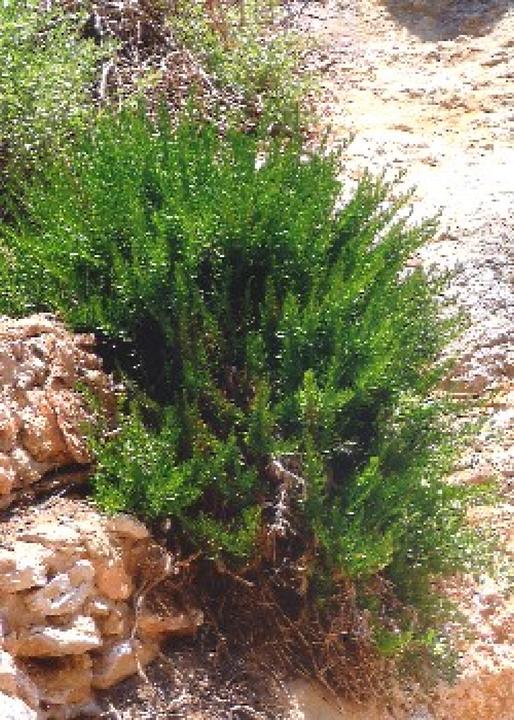 Image du produit Tropica Echter Rosmarin Provence (Graines d'herbes aromatiques)