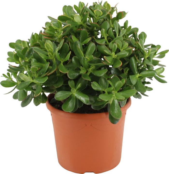 Immagine prodotto Plant in a Box Crassula ovata Minor - Pianta di giada (30 cm)