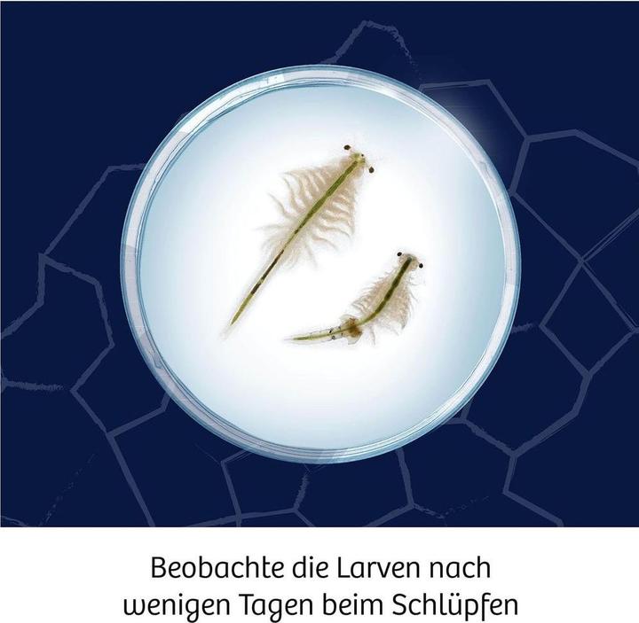 Actual product image Kosmos Fun Science Scurrying brine shrimp - INT