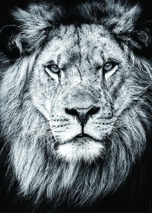 Image du produit Nathan Lion - Portrait royal (1000 pièces)