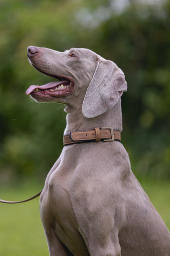 Produktbild Beeztees Bz Balacron Halsband Ax Brn 52 (52, 54, 56, 58, 60, 62, Hund, Hundesport)