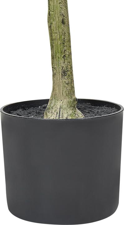 Immagine prodotto Beliani Olive Tree (153 cm)