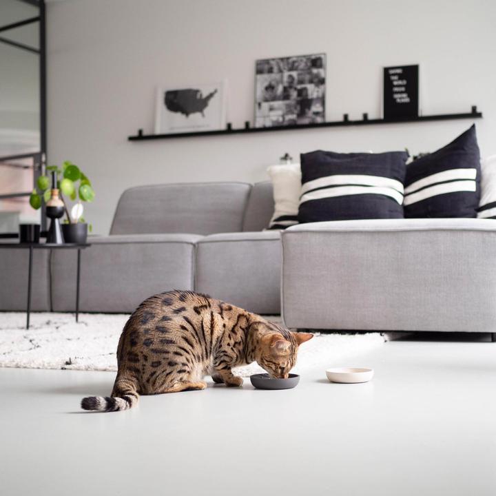 Actual product image District 70 Bamboo Cat Bowl (0.18 l)