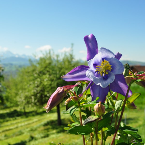 Produktbild Säntispracht 2 er Set, Gemeine Akelei, die alljährliche Frühlingsfreude  - Aquilegia vulgaris Purple Blue