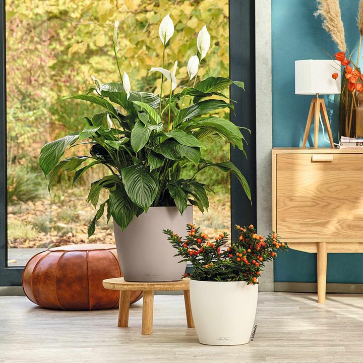 Actual product image Lechuza Classico Color