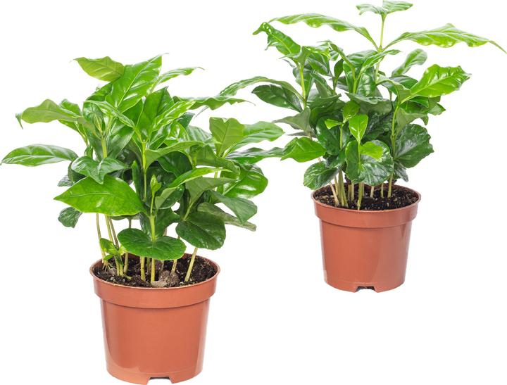 Produktbild Flowerbox 2er-Set Kaffeepflanze - Coffea Arabica (20 cm)