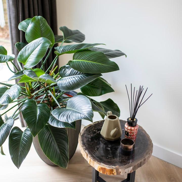 Produktbild Capi Romain (34 x 46 cm)