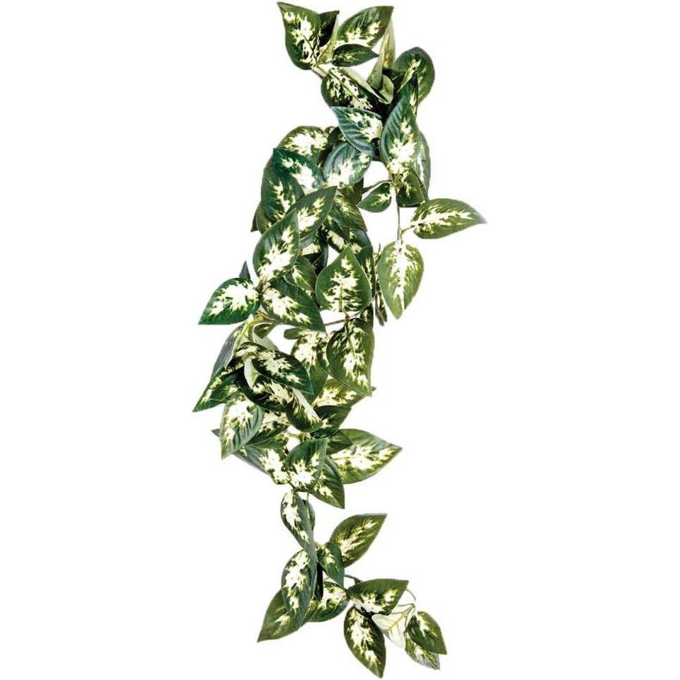 Komodo Grün Borneo Hangende Varen, Terrariumeinrichtung