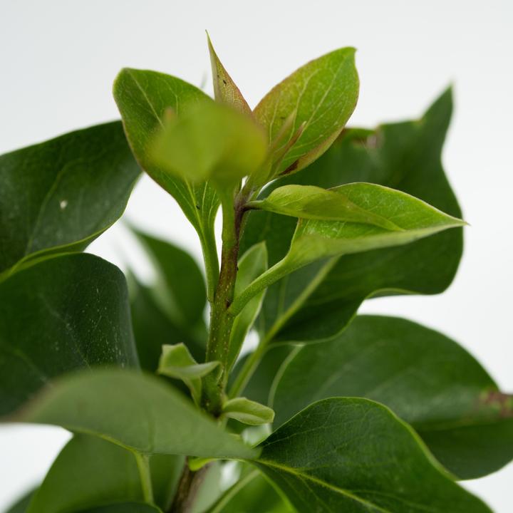 Produktbild Plant in a Box Syringa vulgaris 'Ludwig Spath', 'Michel Buchner', 'Mme Lemoine' - 6er Set Gartenpflanzen (25 cm)