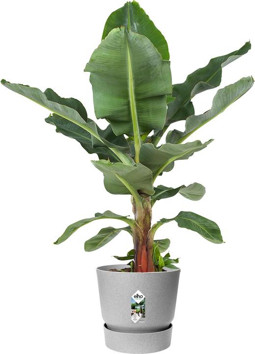 Immagine prodotto Elho Greenville Round (39 cm)