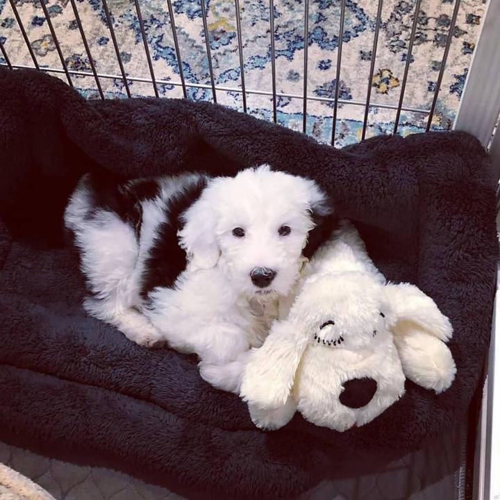Produktbild Snuggle Puppy Kennedi