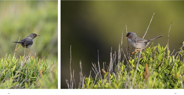 Produktbild Naturerlebnis Mallorca (Deutsch, Gaby Hufler, Norbert Daubner, 2014)