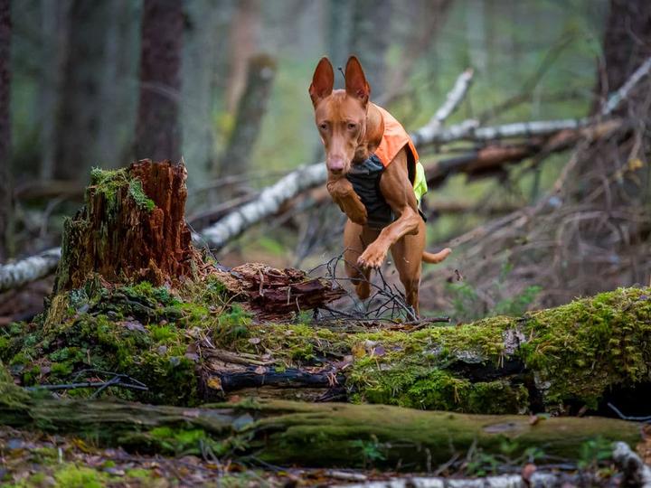 Produktbild Non-Stop Dogwear Pector Vest (L, Hundeweste)
