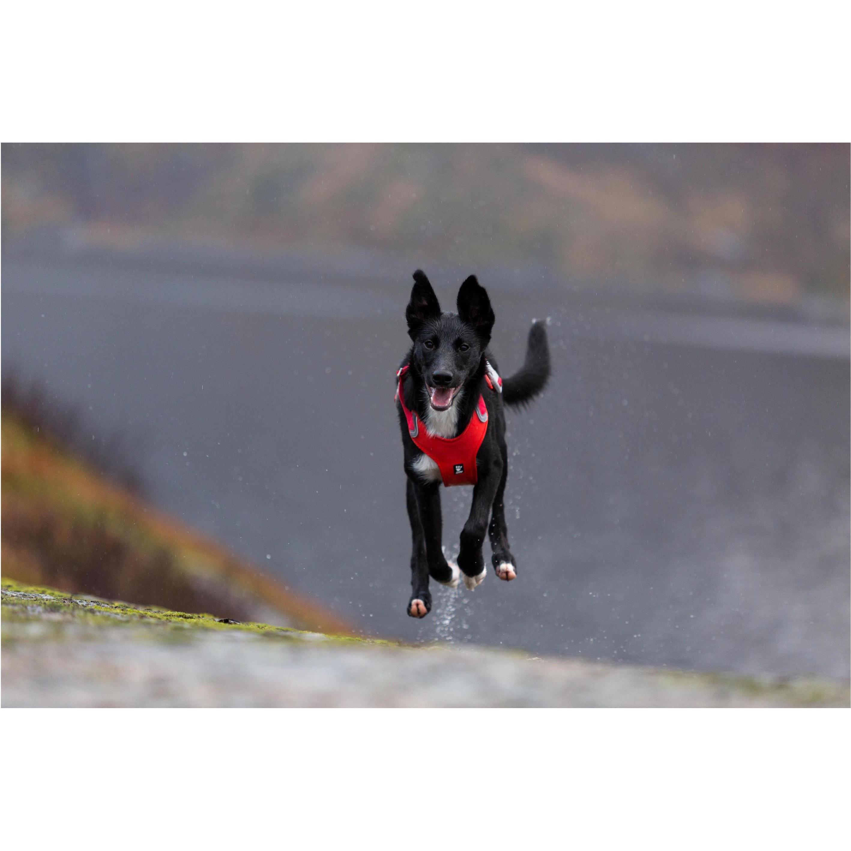Thumbnail - Hurtta Weekend Warrior (XL, Hund, Allgemein), Halsband + Leine