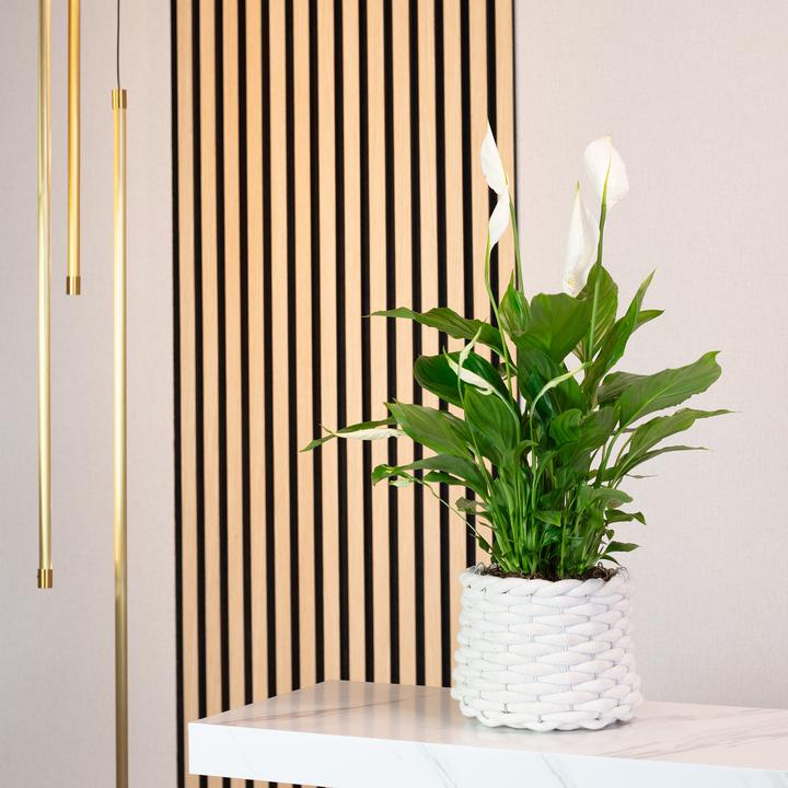 Actual product image Flowerbox Einblatt - Spathiphyllum (50 cm)