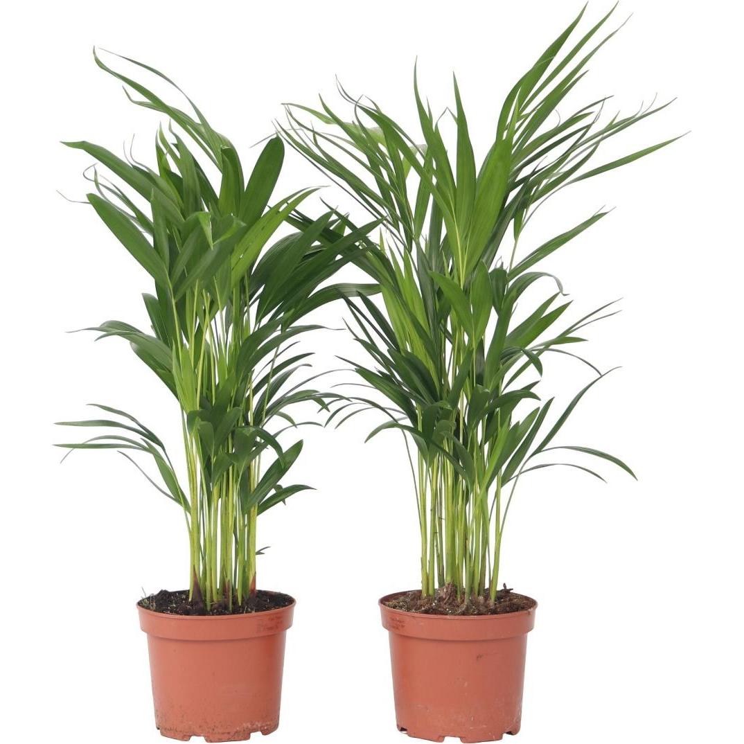 Plant in a Box, Pflanzen, Dypsis Lutescens - 2er Set Areca Goldfruchtpalme (60 cm)