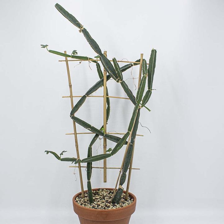 Image du produit Kakteen Gautschi Cissus quadrangularis (70 cm)